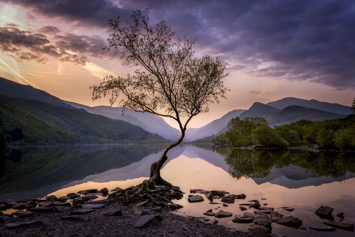 The lone tree in Snowdonia national park. por Creative Common